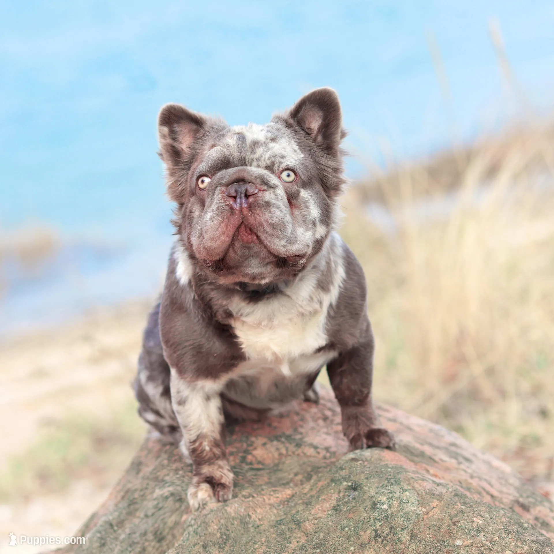 Ralf , a male French Bulldog for sale in Greenport, NY – Photo 10 of 10