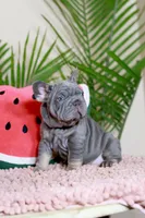 Ralf , a male French Bulldog for sale in Greenport, NY – Photo 2 of 9