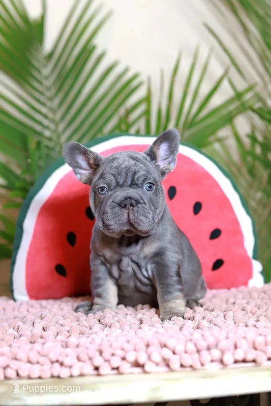 Ralf  – French Bulldog puppy for sale in Greenport, NY