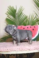 Ralf , a male French Bulldog for sale in Greenport, NY – Photo 7 of 9