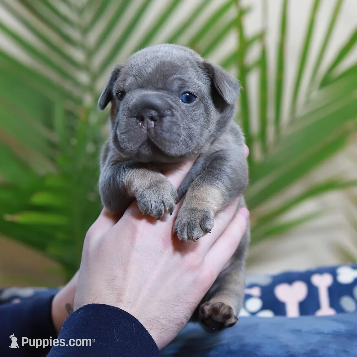 Ralf , a male French Bulldog for sale in Greenport, NY – Photo 2 of 10
