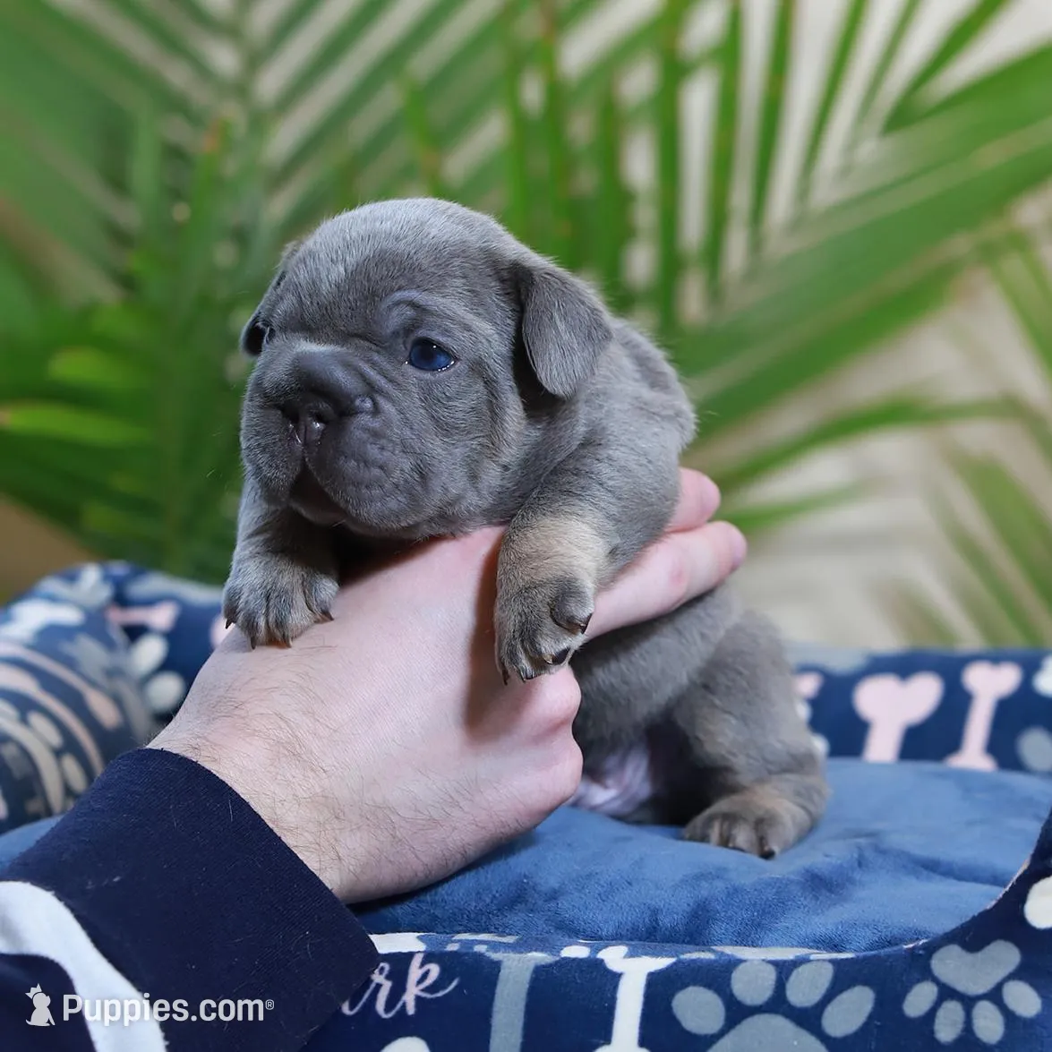 Ralf , a male French Bulldog for sale in Greenport, NY – Photo 7 of 10