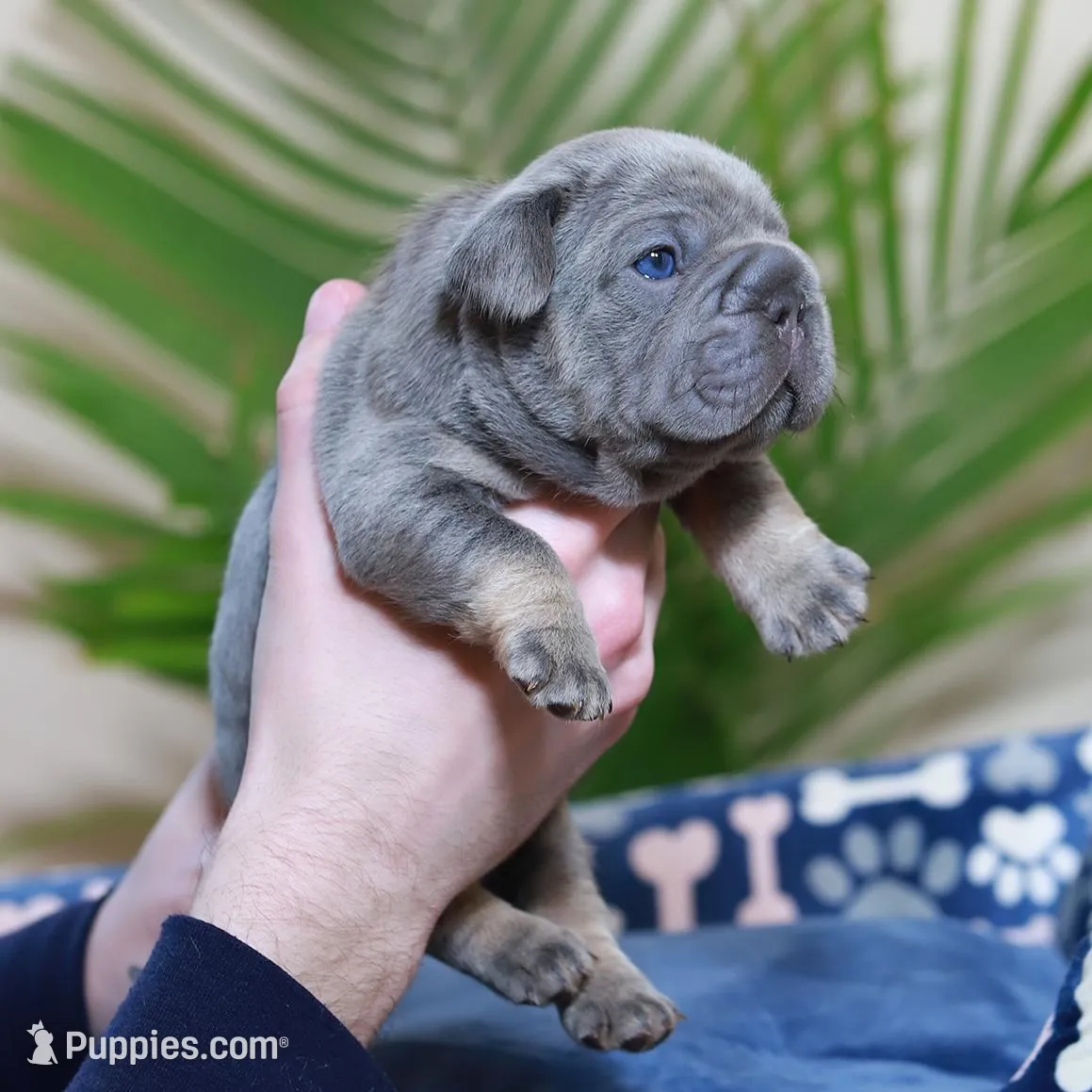 Ralf , a male French Bulldog for sale in Greenport, NY – Photo 5 of 10