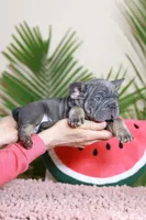 Ralf , a male French Bulldog for sale in Greenport, NY – Photo 5 of 9