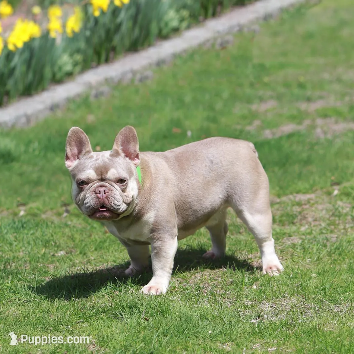 Ralf , a male French Bulldog for sale in Greenport, NY – Photo 9 of 10