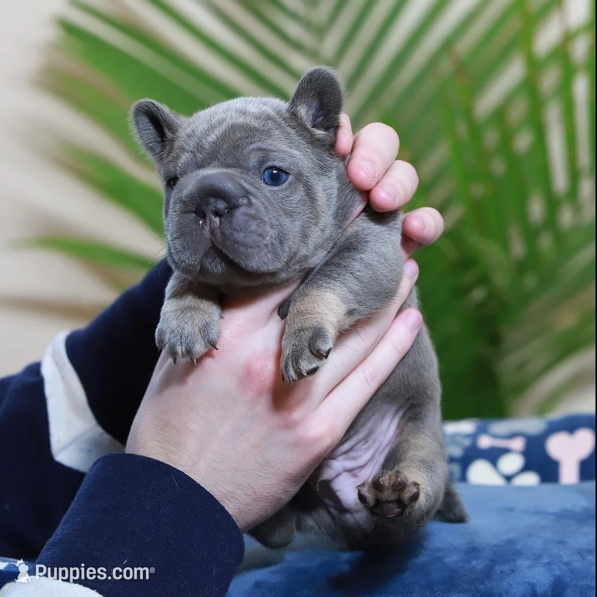 Ralf , a male French Bulldog for sale in Greenport, NY – Photo 8 of 10