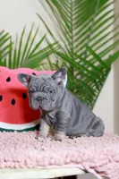 Ralf , a male French Bulldog for sale in Greenport, NY – Photo 3 of 9