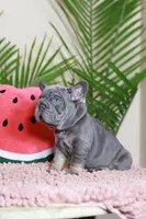 Ralf , a male French Bulldog for sale in Greenport, NY – Photo 4 of 9