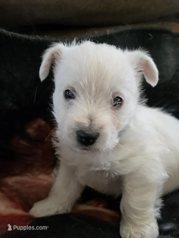westie male – West Highland White Terrier puppy for sale in Pittsburg, KS