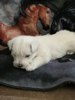westie female, a female West Highland White Terrier for sale in Pittsburg, KS – 2 of 2