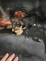 yorkie female, a female Yorkshire Terrier for sale in Pittsburg, KS – 2 of 3