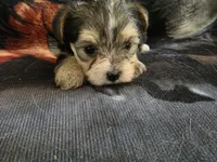 yorkie female, a female Yorkshire Terrier for sale in Pittsburg, KS – 1 of 3