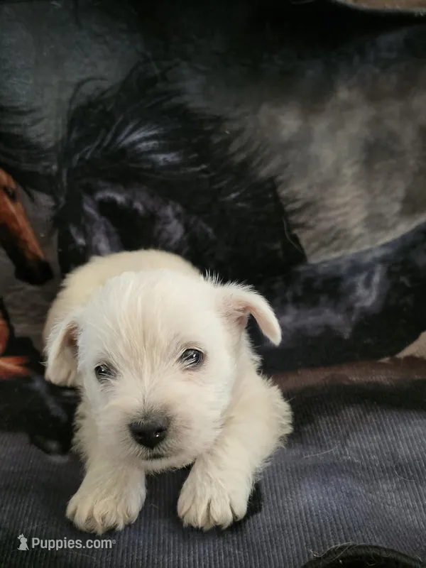 westie female – West Highland White Terrier puppy for sale in Pittsburg, KS