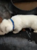 westie male, a male West Highland White Terrier for sale in Pittsburg, KS – 2 of 2