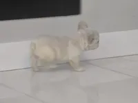 Snow, a male French Bulldog for sale in West Palm Beach, FL – 4 of 4