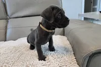 Ash, a male Cane Corso for sale in West Palm Beach, FL – 5 of 5