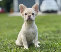 Misty, a female French Bulldog for sale in West Palm Beach, FL – 2 of 7