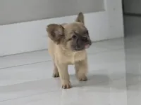 Maya, a female French Bulldog for sale in West Palm Beach, FL – 2 of 4