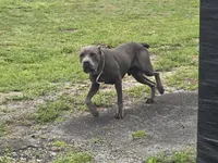 Harry, a male Cane Corso for sale in West Palm Beach, FL – 2 of 3