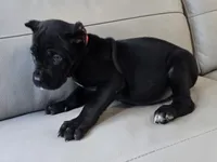 Raven, a female Cane Corso for sale in West Palm Beach, FL – 5 of 5