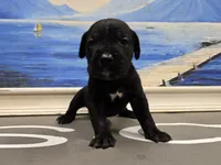 Raven, a female Cane Corso for sale in West Palm Beach, FL – 2 of 5