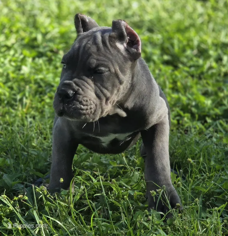 Ash – Cane Corso puppy for sale in West Palm Beach, FL