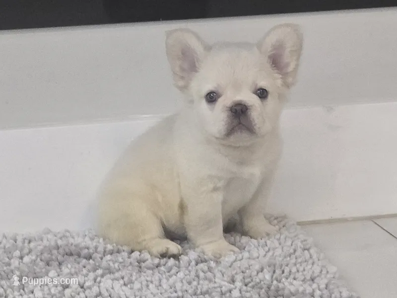 Snow – French Bulldog puppy for sale in West Palm Beach, FL