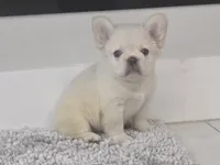 Snow, a male French Bulldog for sale in West Palm Beach, FL – 1 of 4