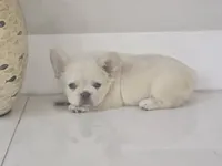 Snow, a male French Bulldog for sale in West Palm Beach, FL – 3 of 4