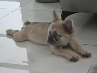 Chewbaca, a male French Bulldog for sale in West Palm Beach, FL – 4 of 4