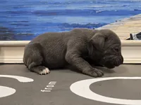 Kloee, a female Cane Corso for sale in West Palm Beach, FL – 5 of 5