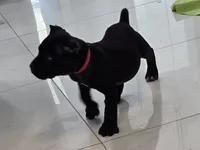 Raven, a female Cane Corso for sale in West Palm Beach, FL – 4 of 5