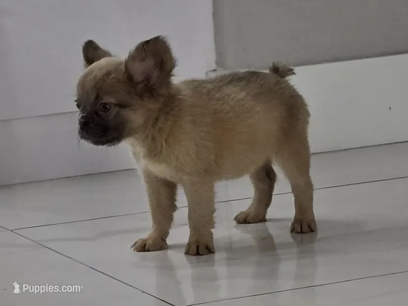 Maya – French Bulldog puppy for sale in West Palm Beach, FL