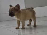 Maya, a female French Bulldog for sale in West Palm Beach, FL – 1 of 4
