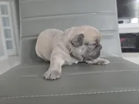 Chewbaca, a male French Bulldog for sale in West Palm Beach, FL – 3 of 4