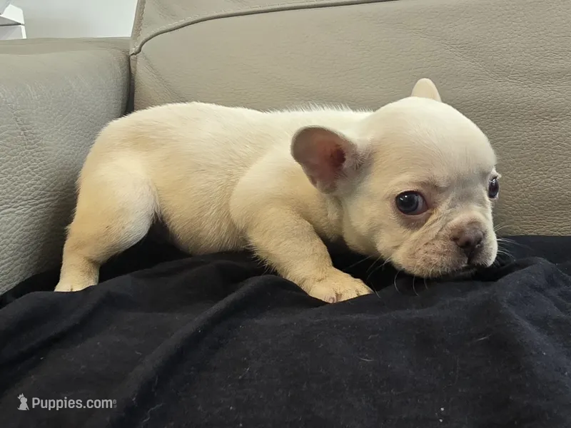 Ice – French Bulldog puppy for sale in West Palm Beach, FL