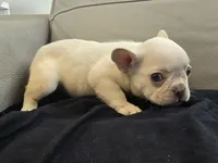 Ice, a male French Bulldog for sale in West Palm Beach, FL – 1 of 4