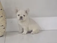 Snow, a male French Bulldog for sale in West Palm Beach, FL – 2 of 4