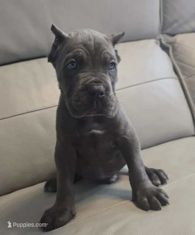Kloee – Cane Corso puppy for sale in West Palm Beach, FL