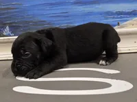 Raven, a female Cane Corso for sale in West Palm Beach, FL – 4 of 5