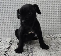 Misty, a female Cane Corso for sale in West Palm Beach, FL – 5 of 6