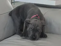 Bruce, a male Cane Corso for sale in West Palm Beach, FL – 2 of 5
