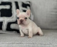 Ice, a male French Bulldog for sale in West Palm Beach, FL – 4 of 9