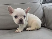 Ice, a male French Bulldog for sale in West Palm Beach, FL – 2 of 4