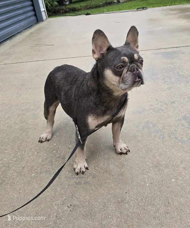 Chiqui – French Bulldog puppy for sale in West Palm Beach, FL