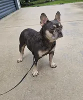 Chiqui, a female French Bulldog for sale in West Palm Beach, FL – 1 of 4