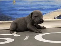 Kloee, a female Cane Corso for sale in West Palm Beach, FL – 3 of 5