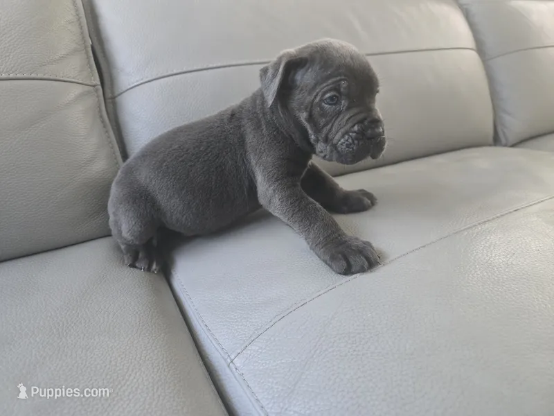 Misty – Cane Corso puppy for sale in West Palm Beach, FL
