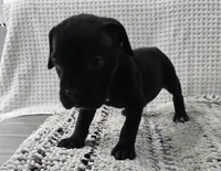 Misty, a female Cane Corso for sale in West Palm Beach, FL – 2 of 6