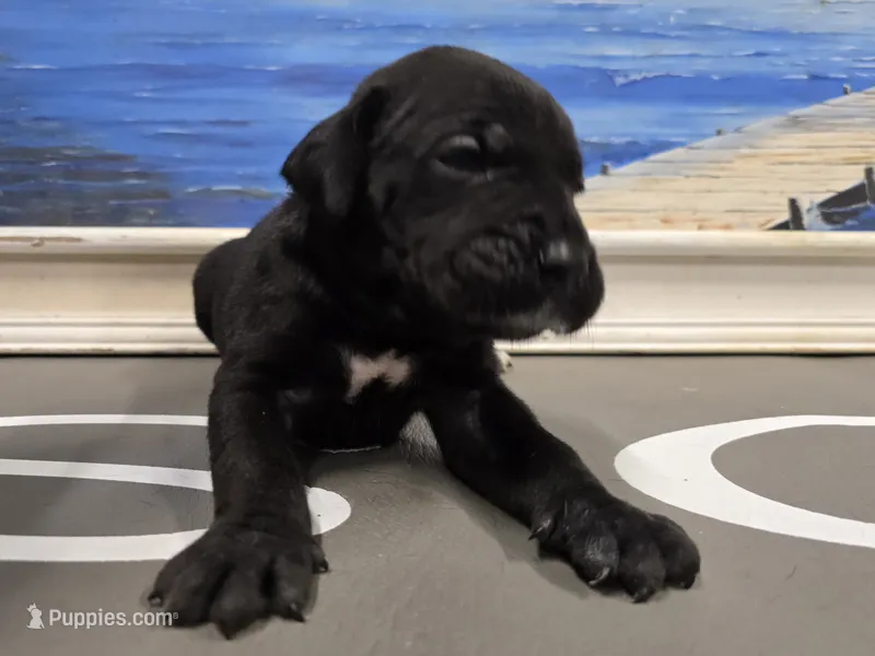 Raven – Cane Corso puppy for sale in West Palm Beach, FL
